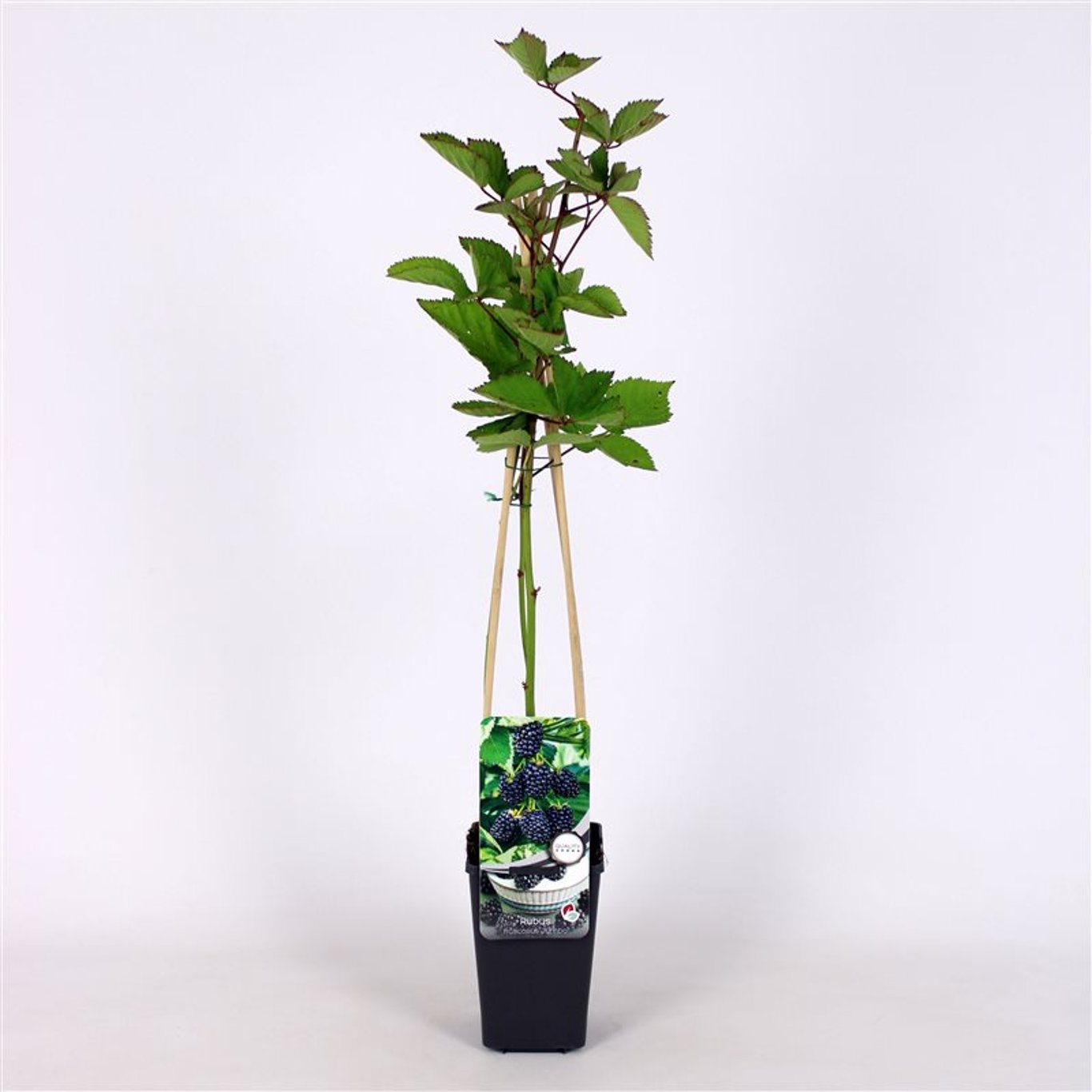 Rubus frut. 'Jumbo' - C2 70/+ CM